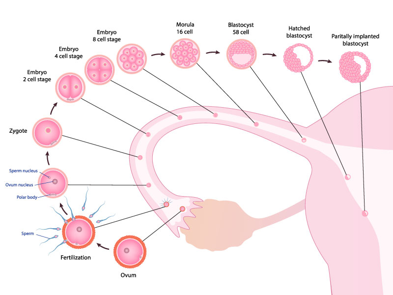 Pregnancy Process from Conception to Implantation