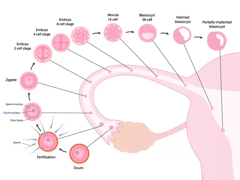 Pregnancy Process from Conception to Implantation