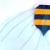 Bumble Bee Wings from Jack Be Nimble